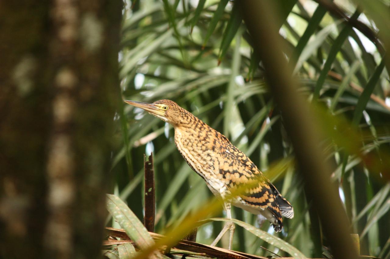 Hotel Vista Al Tortuguero Cariari  ภายนอก รูปภาพ
