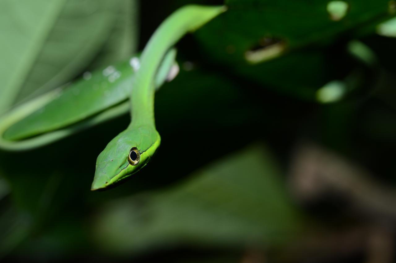 Hotel Vista Al Tortuguero Cariari  ภายนอก รูปภาพ